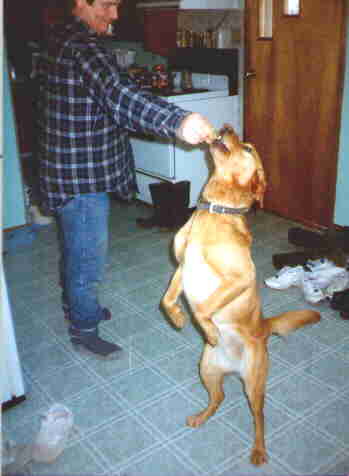 taffy1.jpg (11743 bytes)